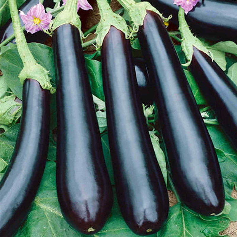 Eggplant