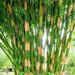 Bamboo