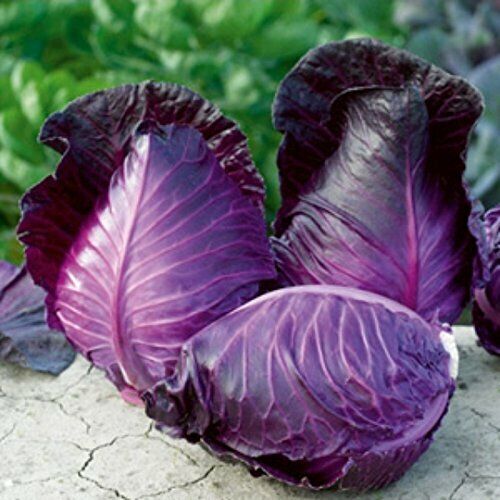 Cabbage