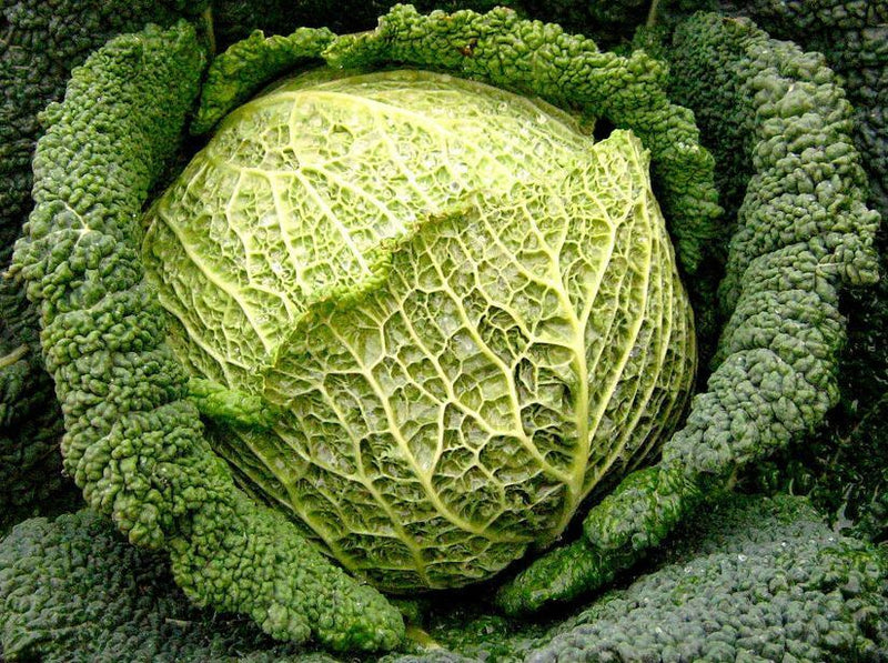 Cabbage