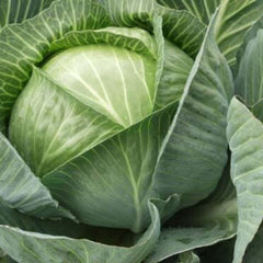 Cabbage