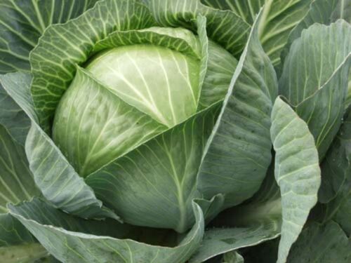 Cabbage