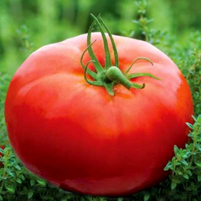 Tomato