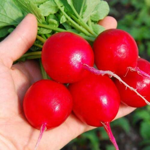 Radish