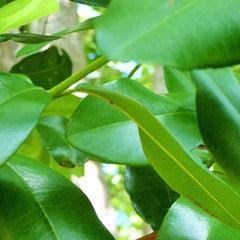 Allspices - Pimenta dioica Spice Plant