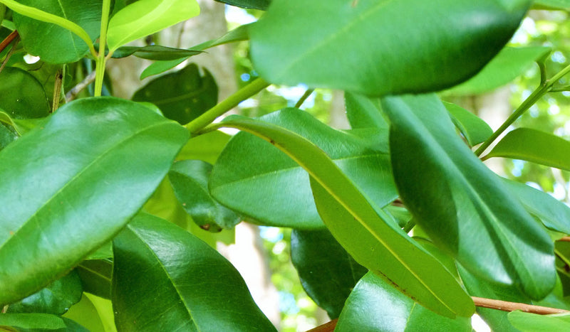 Allspices - Pimenta dioica Spice Plant