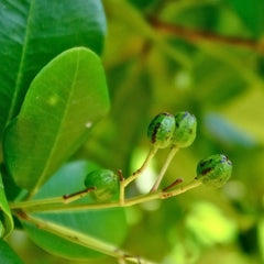 Allspices - Pimenta dioica Spice Plant