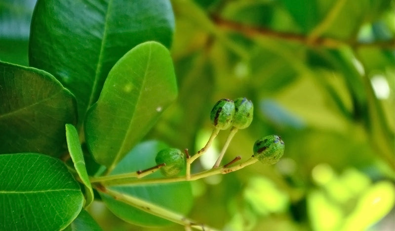 Allspices - Pimenta dioica Spice Plant