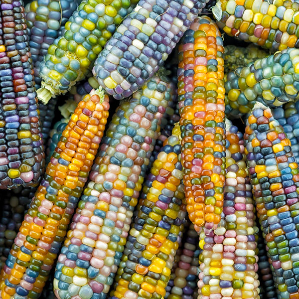 Corn