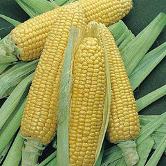 Corn