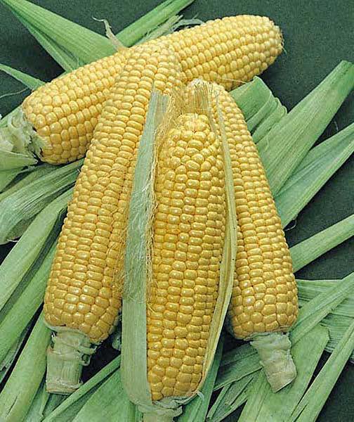 Corn