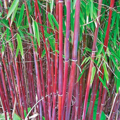 Bamboo