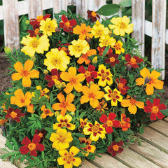 French Marigold