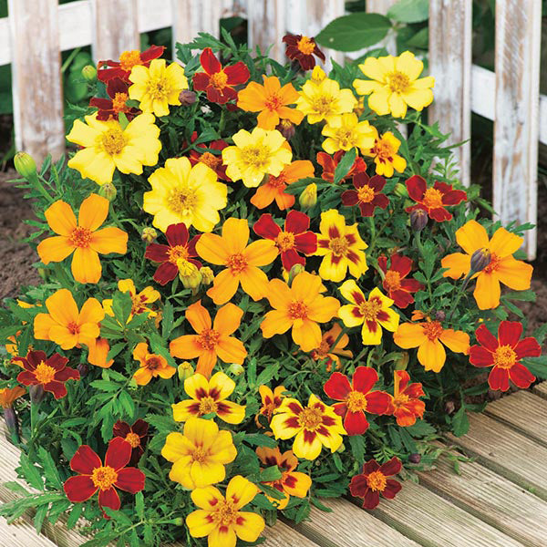 French Marigold