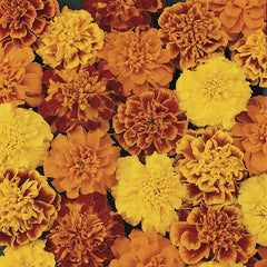French Marigold
