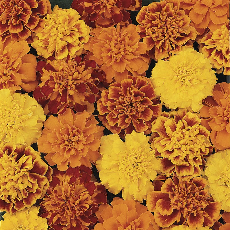 French Marigold