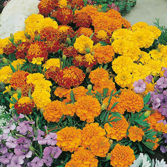 French Marigold
