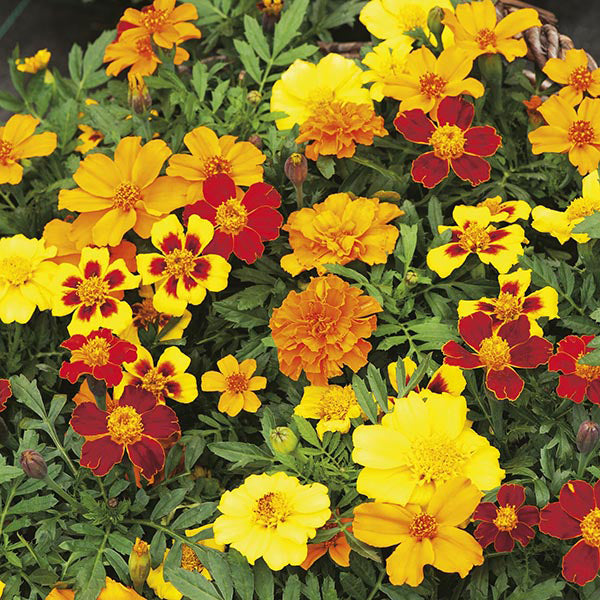 French Marigold