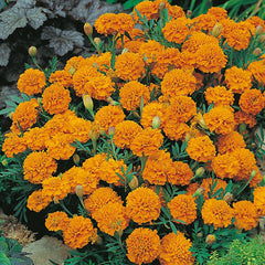 French Marigold