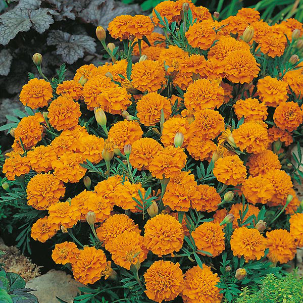 French Marigold