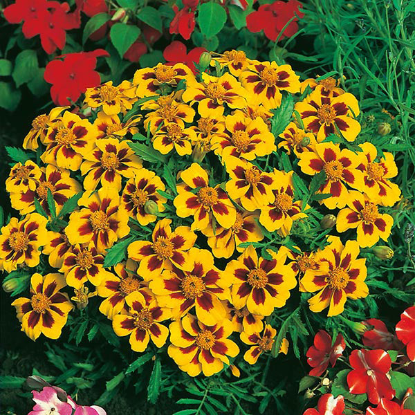 French Marigold
