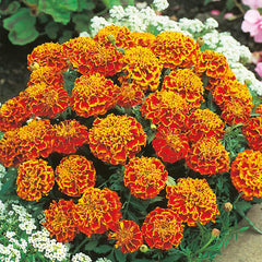 French Marigold