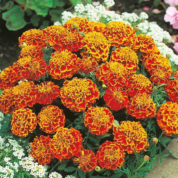 French Marigold