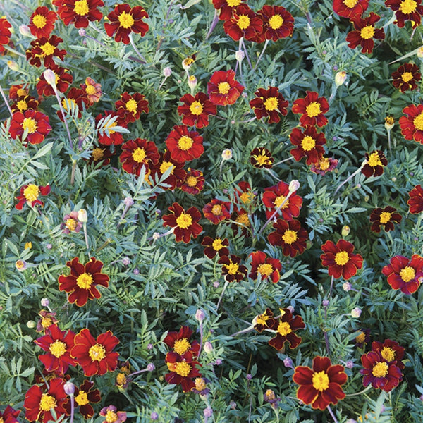 French Marigold