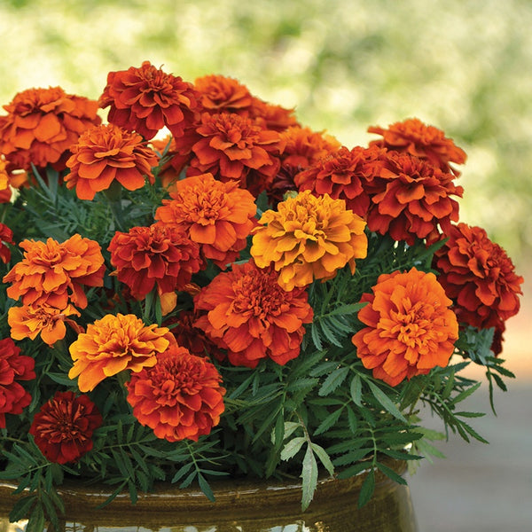 French Marigold