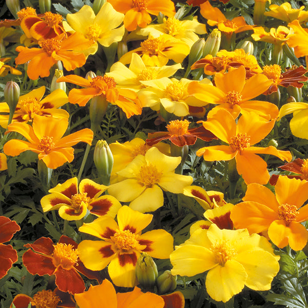 French Marigold