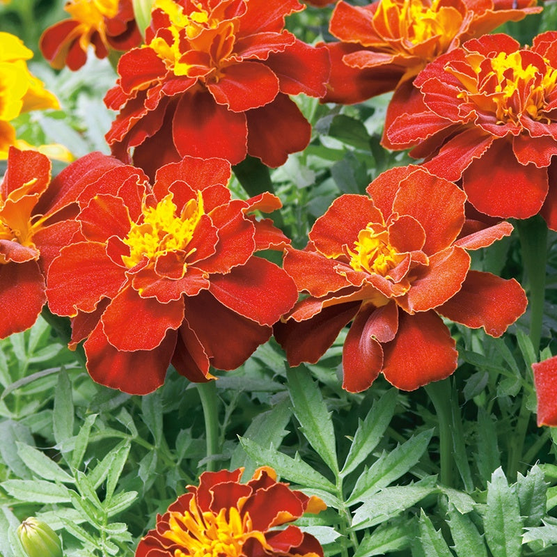 French Marigold