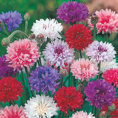 Cornflower