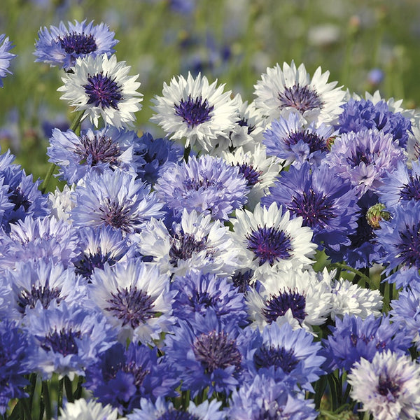 Cornflower