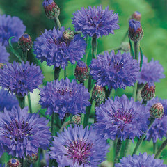 Cornflower