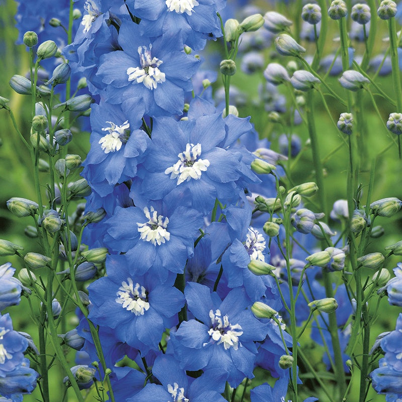 Delphinium