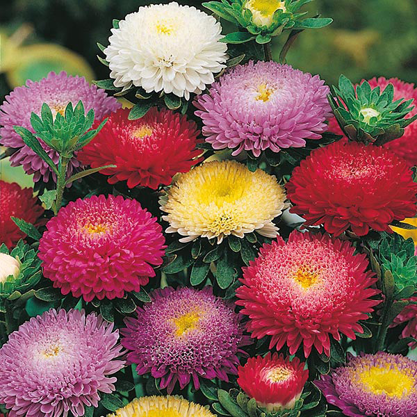 Aster