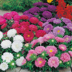 Aster