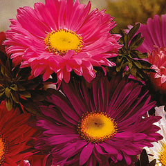 Aster