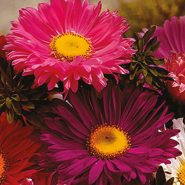 Aster