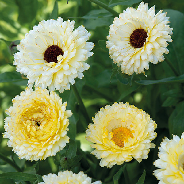 Calendula