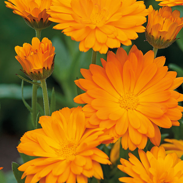 Calendula