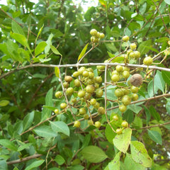 Mailanji ( Lawsonia inermis ) Medicinal Plant