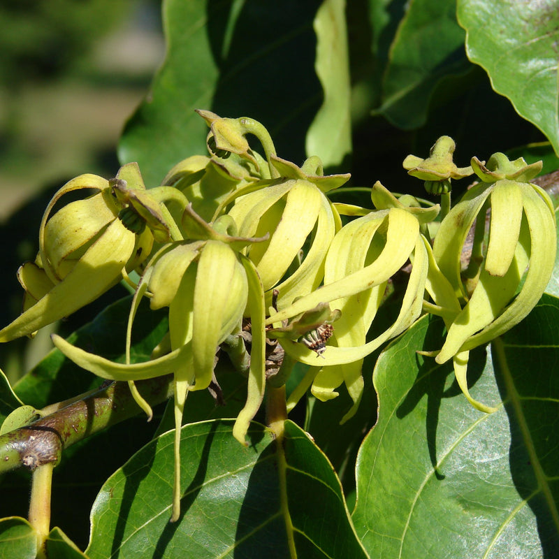 Langi Langi - Cananga odorata Ylang Ylang Flower Plant