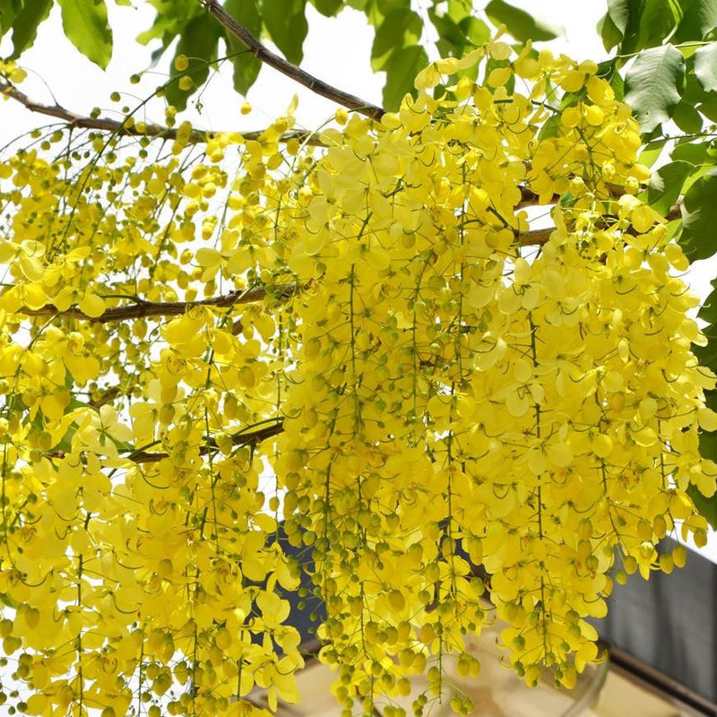 Golden Shower - Cassia fistula Tree Plant