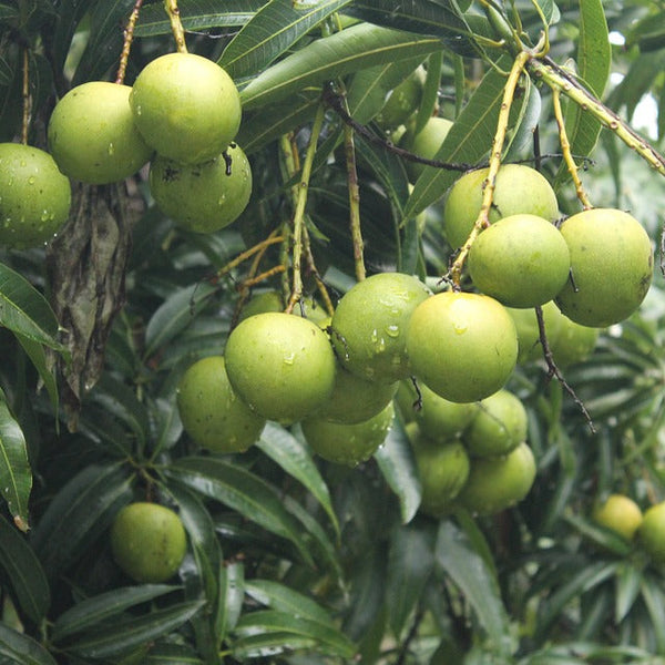 Chandrakaran Mango Fruit Plant
