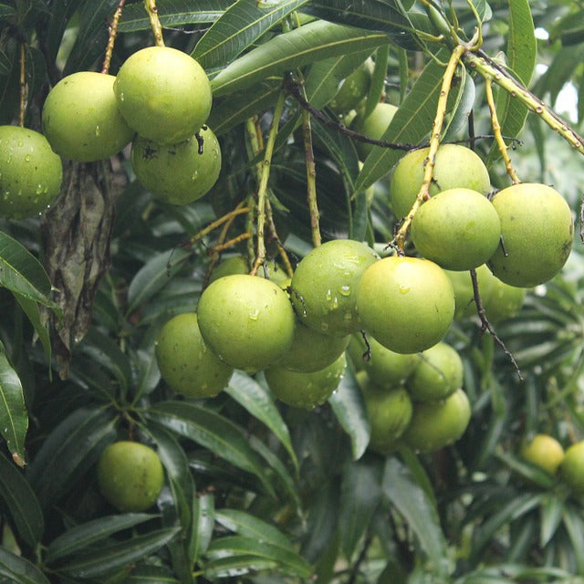 Chandrakaran Mango Fruit Plant