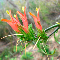 Vishapacha ( Clinacanthus nutans ) Medicinal Plant