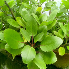 Ila Mulachi ( Bryophyllum pinnatum ) Medicinal Plant