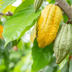 Cocoa Chocolate Plant Theobroma cacao Plant