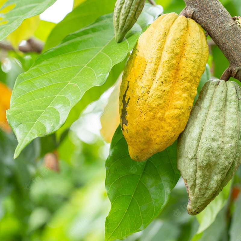 Cocoa Chocolate Plant Theobroma cacao Plant